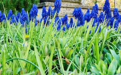 5 Tips to Perfect Smartphone Photos