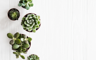 5 Helpful Tips to Taking Tack Sharp Photos